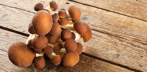 Chiodini mushrooms