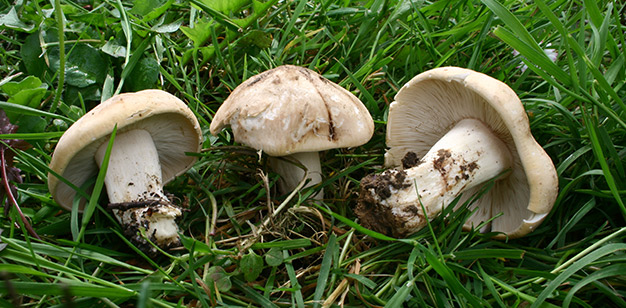 St. Georges mushroom prugnolo