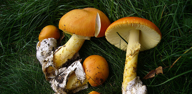 caesar mushrooms