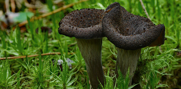 horn of plenty italian mushrooms