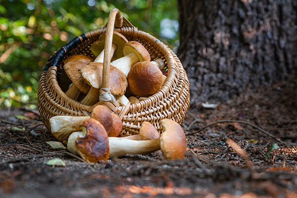 mushrooms in Italian cuisine