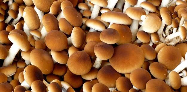 pioppini mushrooms